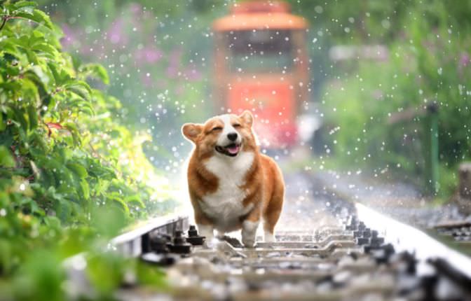 sofas aptos para mascotas