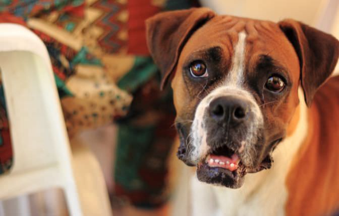 sofas para parros mascotas